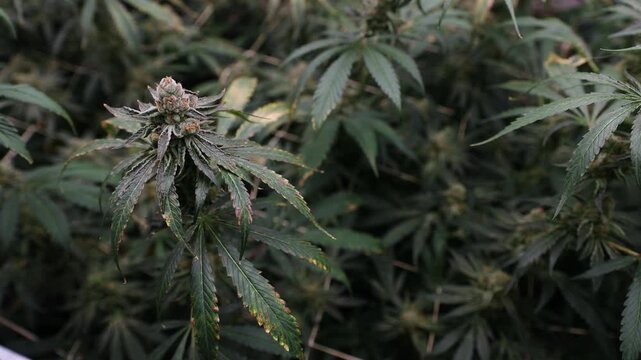 Slow motion close up of cannabis plants flowering in indoor grow room with gentle tracking pan and tilt.