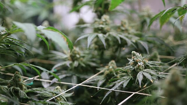 Hemp farm, cannabis on support grid for botanical cultivation greenhouse.