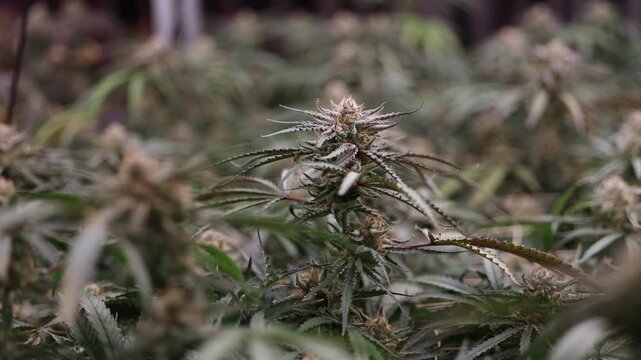 Slow tracking shot cannabis plants flowering in indoor grow room with rack focus and shallow depth.
