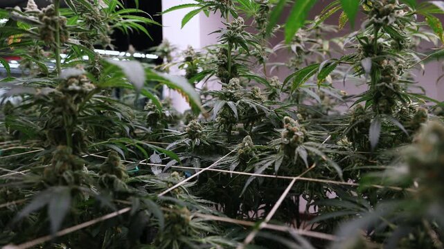 Tracking shot of mature cannabis plants swaying under grow lights in indoor greenhouse room with dolly movement.