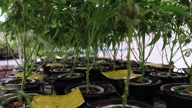 Slow motion pan across cannabis plants swaying in pots inside indoor grow room under grow lights.