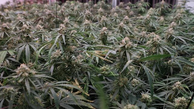 Tracking shot of cannabis plants swaying across indoor grow room canopy with slow pan movement, Hemp farm greenhouse.
