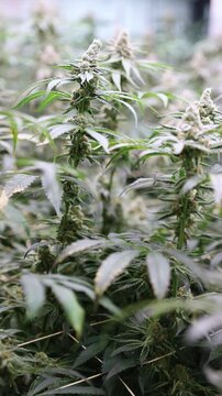 Slow motion close up of cannabis buds swaying in indoor grow room during gentle pan and tracking tilt.