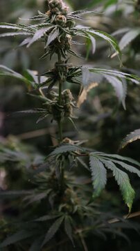 Slow motion cannabis plant buds swaying in indoor grow room under low light.