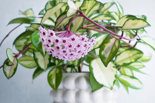 Blooming Hoya carnosa Krimson Princess houseplant in a white textured ceramic pot on a bright windowsill.