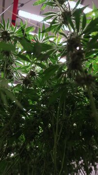 Slow motion close up of cannabis plant buds and leaves in indoor grow room under fluorescent lights.