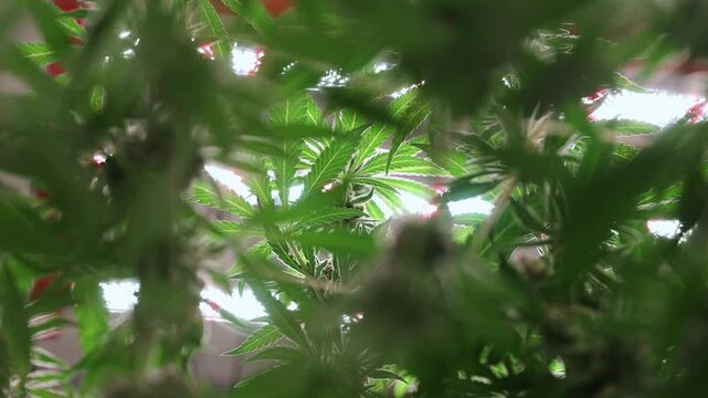 Slow motion upward tilt through indoor cannabis canopy under grow lights.