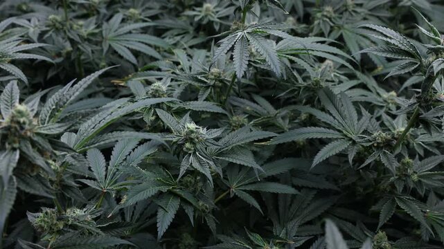 Hemp farm, cannabis on support grid for botanical cultivation greenhouse.