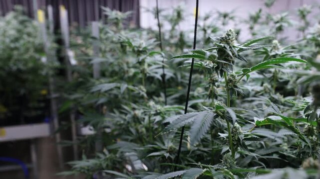 Tracking shot of cannabis plants swaying and flowering in indoor grow room with close slow pan dolly movement.