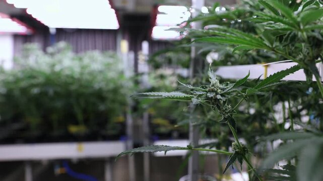 Panning shot cannabis plants being cultivated indoors under led grow lights in commercial cultivation room revealing dense rows and canopy.