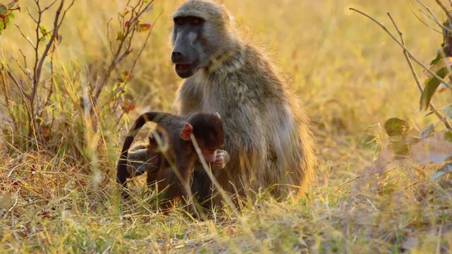 A baby baboon eating grass in Okavango delta Moremi Game Reserve of South africa.