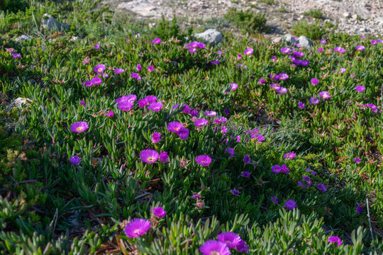 Vibrant carpet of purple ice plant flowers covering the Mediterranean coastline in Malta, with succulent foliage creating a colorful groundcover ideal for coastal landscape and nature themes.
