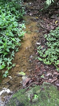 Small jungle stream flowing between lush green plants on forest floor