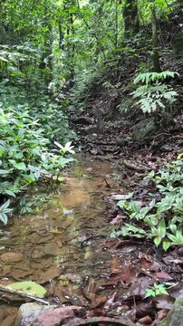Shallow forest stream flowing through lush green jungle, nature background
