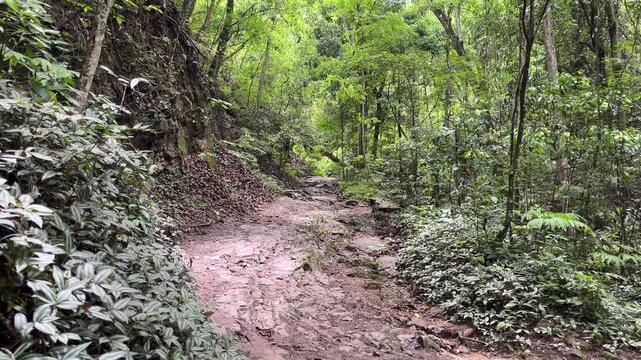 Muddy dirt trail winding through dense tropical jungle forest