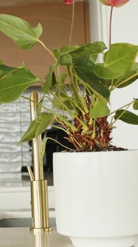 Vertical video: Panning camera down revealing plant in white planter on countertop with pink spathe