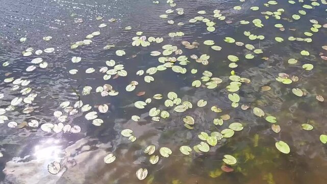 The green leaves of the water lily sway in the river waves, and the sun shines brightly