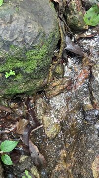 Close up of forest stream flowing over mossy rocks and leaves