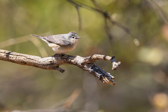 A Lucy's Warbler in Southern Arizona