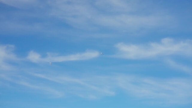 White seagulls gliding high in a bright blue sky with wispy clouds