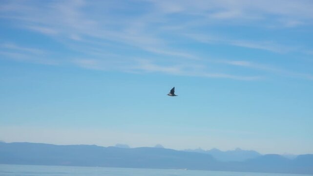 White seagull flying over ocean water with hazy coastal mountains