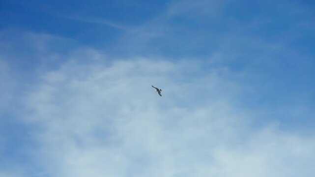 White seagull flying through a bright blue sky with wispy clouds