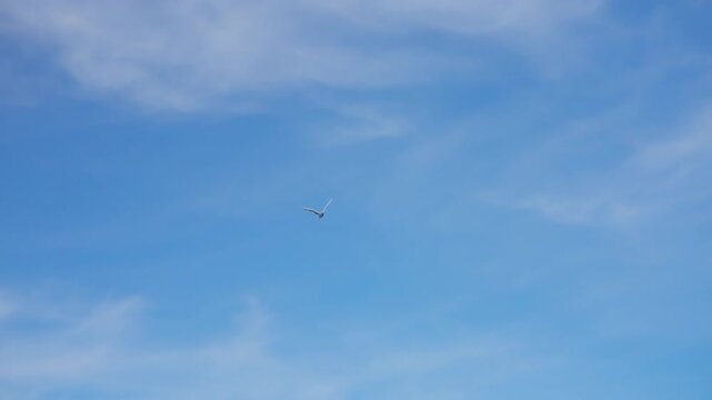 Seagulls soaring through a bright blue sky with wispy clouds
