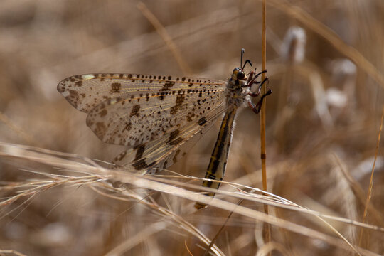 ​Giant Antlion Insect (Palpares libelluloides) on Dry Grass in Summer