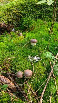 De jolis petits champignons sauvages poussant dans la mousse quelque part dans les for&ecirc;ts de Margeride (Auvergne, France)
