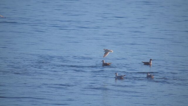 Seagulls floating of the surface on blue ocean water