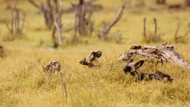 The African wild dog (Lycaon pictus), also known as the painted dog or Cape hunting dog, is a wild canine native to sub-Saharan Africa. 