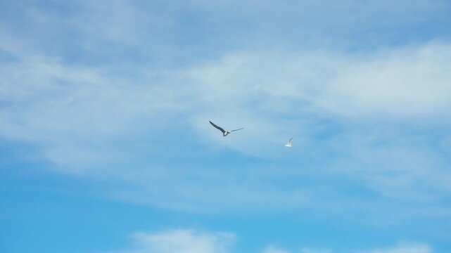 White seagulls soaring through a bright blue sky with wispy clouds
