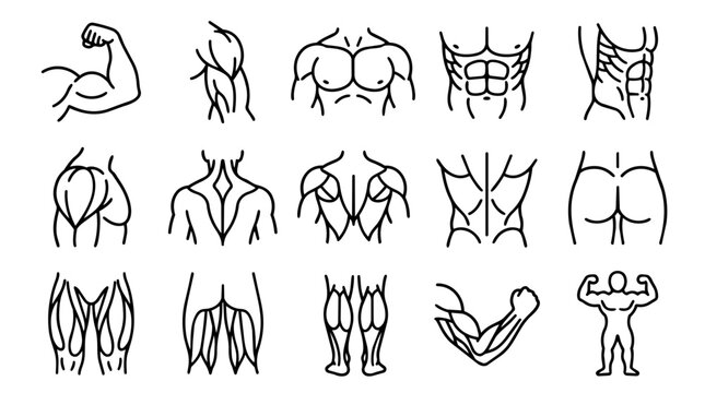 Muscular human body anatomy outline icons set