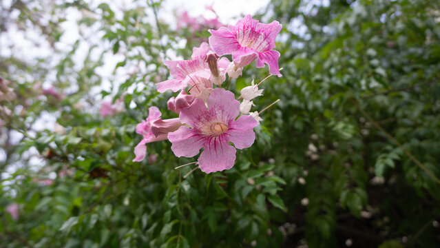 campanitas rosas 