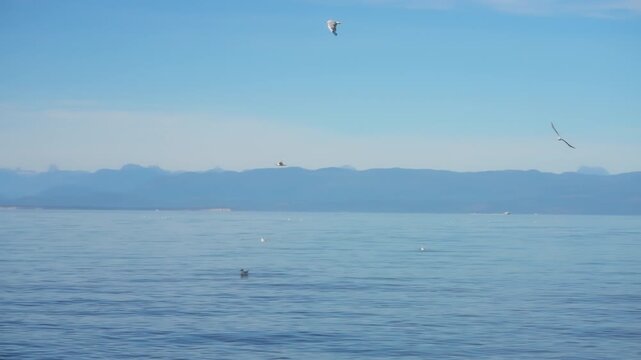 White seagulls flying over calm blue sea water with coastal mountains