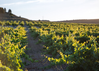 Fototapeta premium Sunlit Vineyard Rows in Rural Wine Country