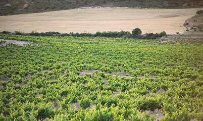 Fototapeta premium Green Vineyard Rows Across Rolling Farmland