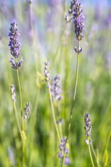 Fototapeta premium Lavender Flowers in Bright Green Summer Meadow