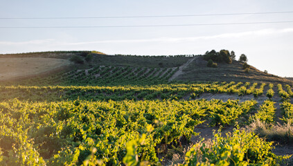 Fototapeta premium Sunlit Vineyard Rows on Rolling Hills