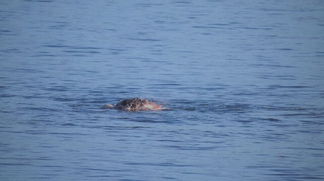 Wild seals hunting and feeding on a giant pacific octopus