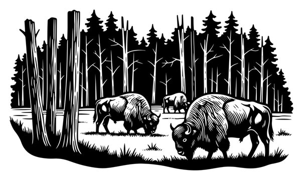 Bison grazing in forest landscape with pine trees in vintage woodcut style