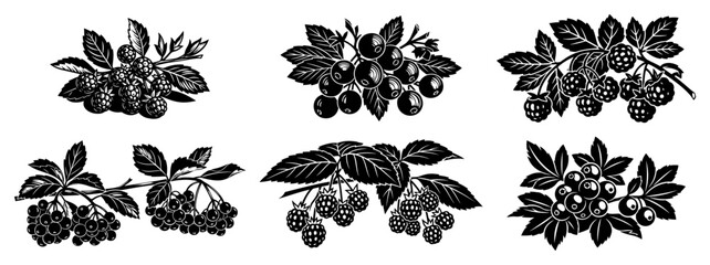 Individual berry branches with leaves and fruit in vintage woodcut style © Kumamoto