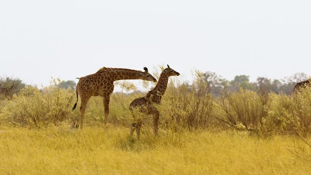 Cute giraffe with her mother in Safari