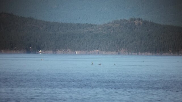 Pod of orcas surfacing together near a forested mountain coastline