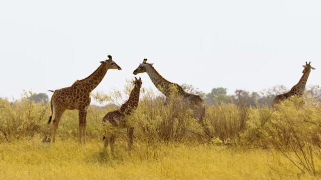 A herd of Giraffe guarding a newborn baby giraffe in Khwai Moremi Game Reserve of Botswana of southern Africa.
