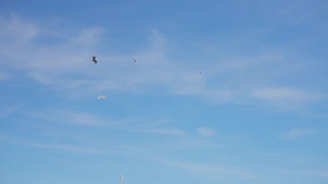 Flock of seagulls gliding high in a bright blue sky with wispy clouds