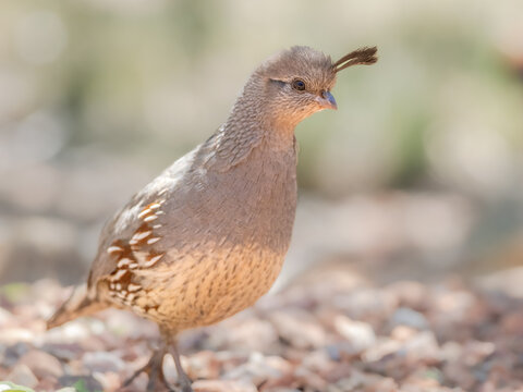 Female Gambell's Quail in Arizona