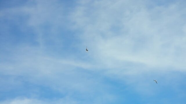 Seagulls flying against blue sky with white wispy clouds