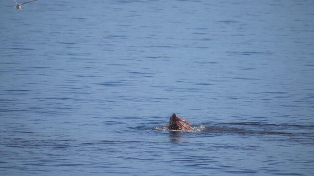Giant pacific octopus being eaten by a wild harbor seal in the ocean