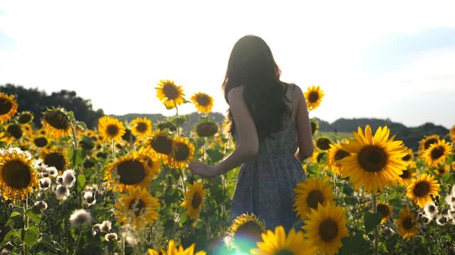Camera tracking carefree woman walking among high blooming sunflowers. Girl going through field enjoying freedom and beautiful summer nature at sunset. Scenic landscape on background. Slow motion